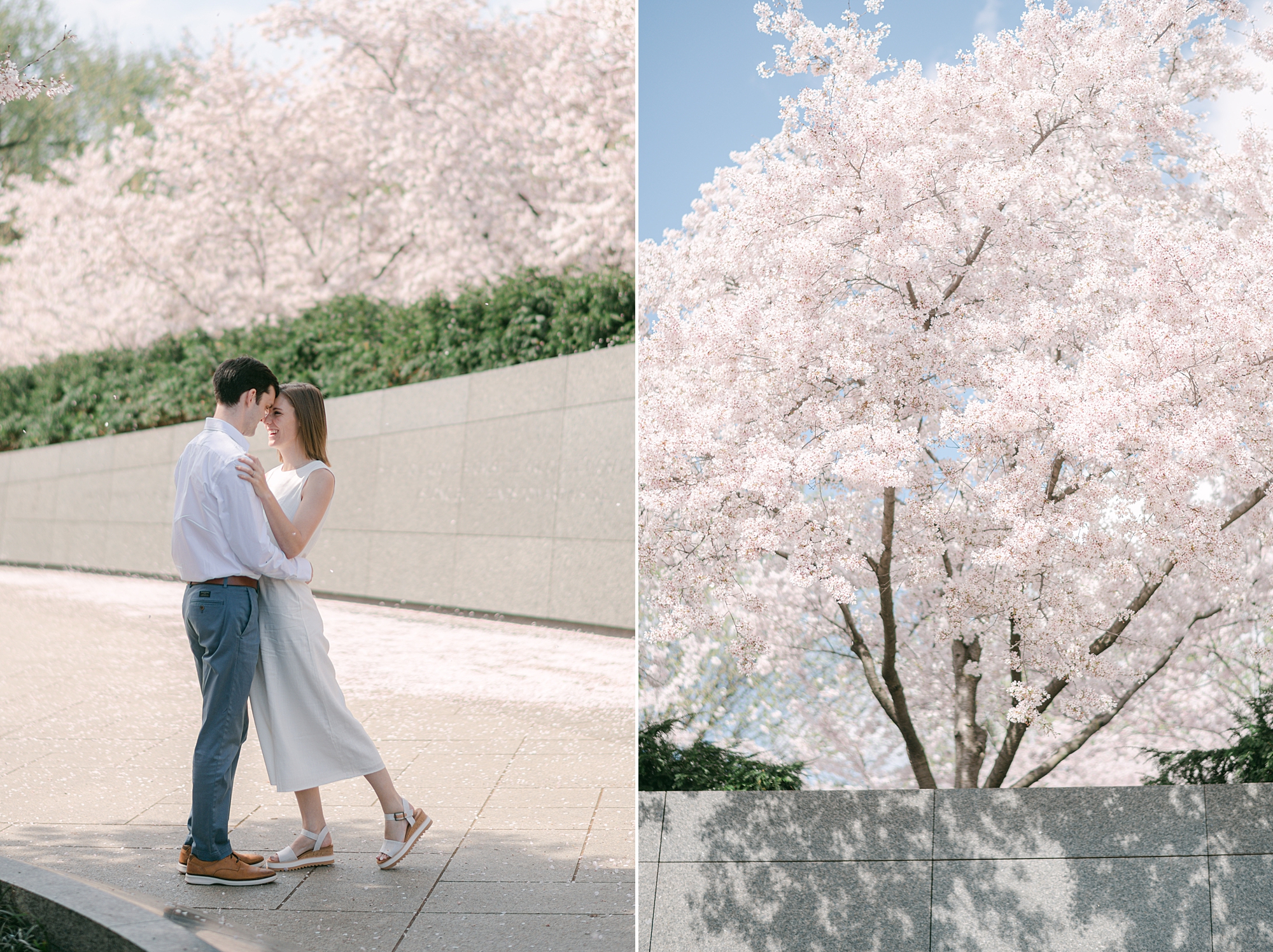 DC cherry blossom engagement photos for young couple