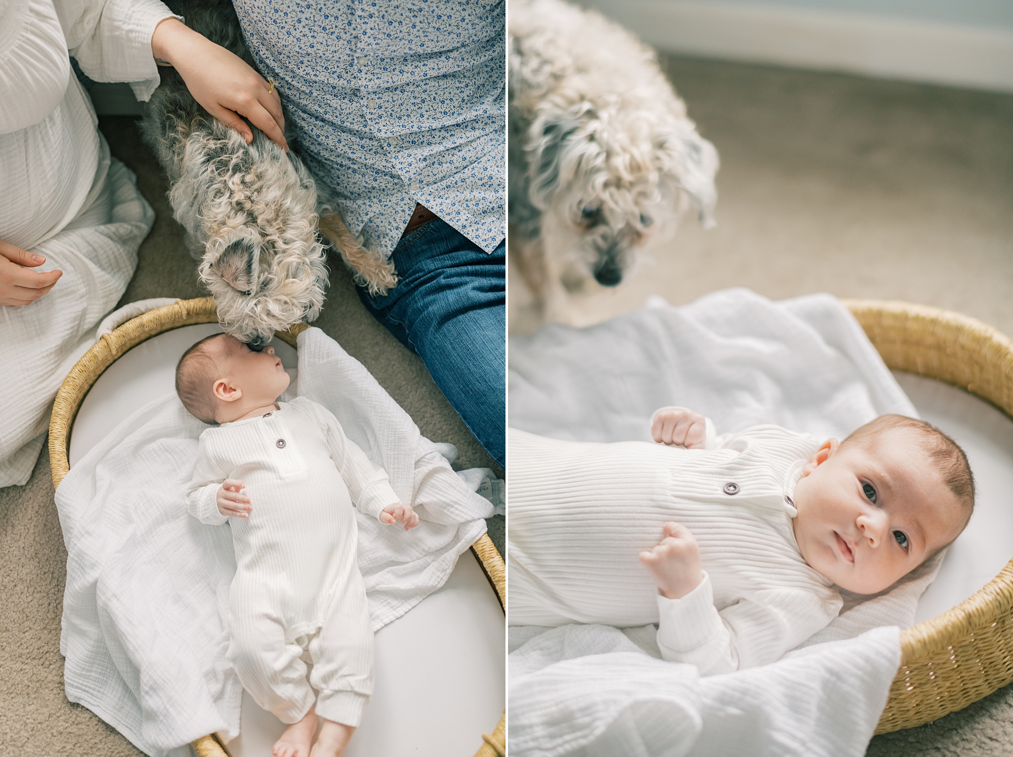 dog sniffs new baby sister during in-home lifestyle newborn portraits in Solomons Maryland