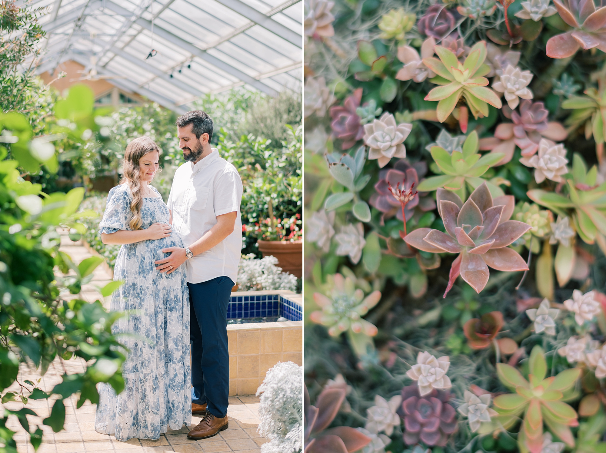 maternity portraits inside Rawlings Conservatory greenhouse with succulents 