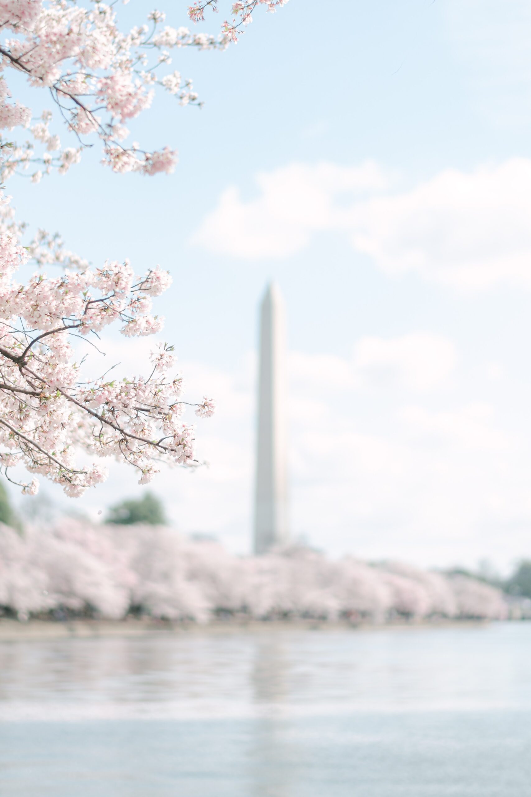 The ultimate DC cherry blossom portrait session planning guide for a stress-free session shared by DMV photographer Amanda Wose Photography