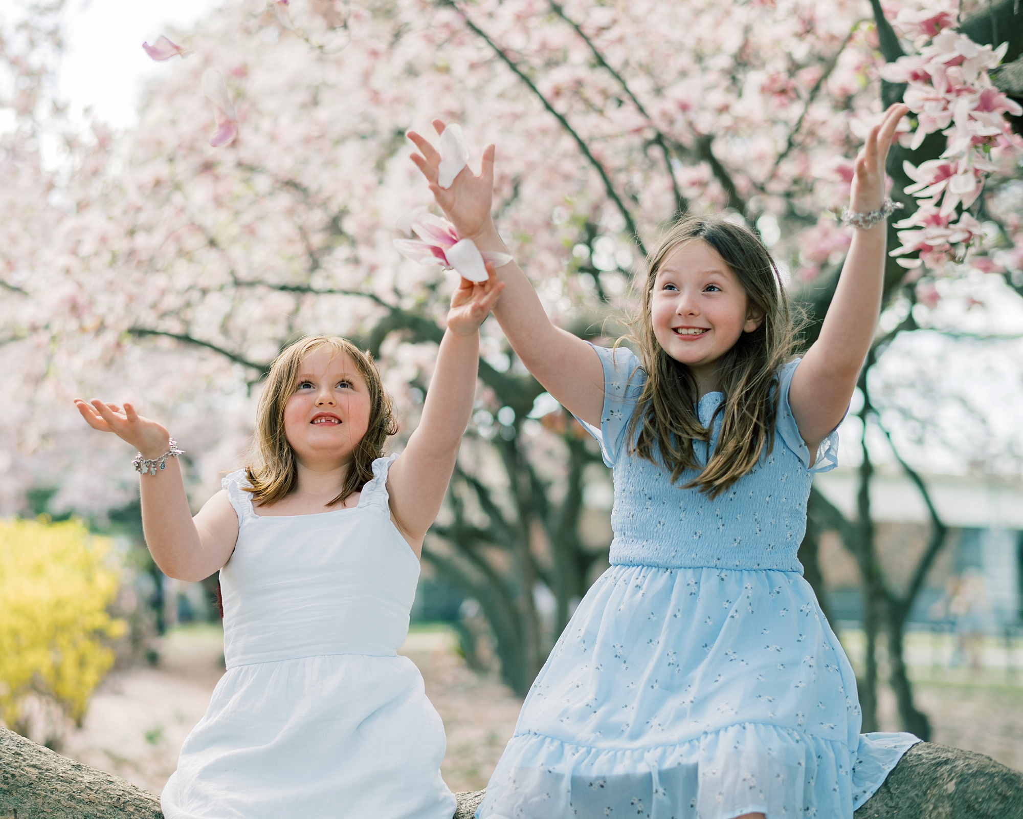 girls toss flower petals during cherry blossom family portraits in Washington DC