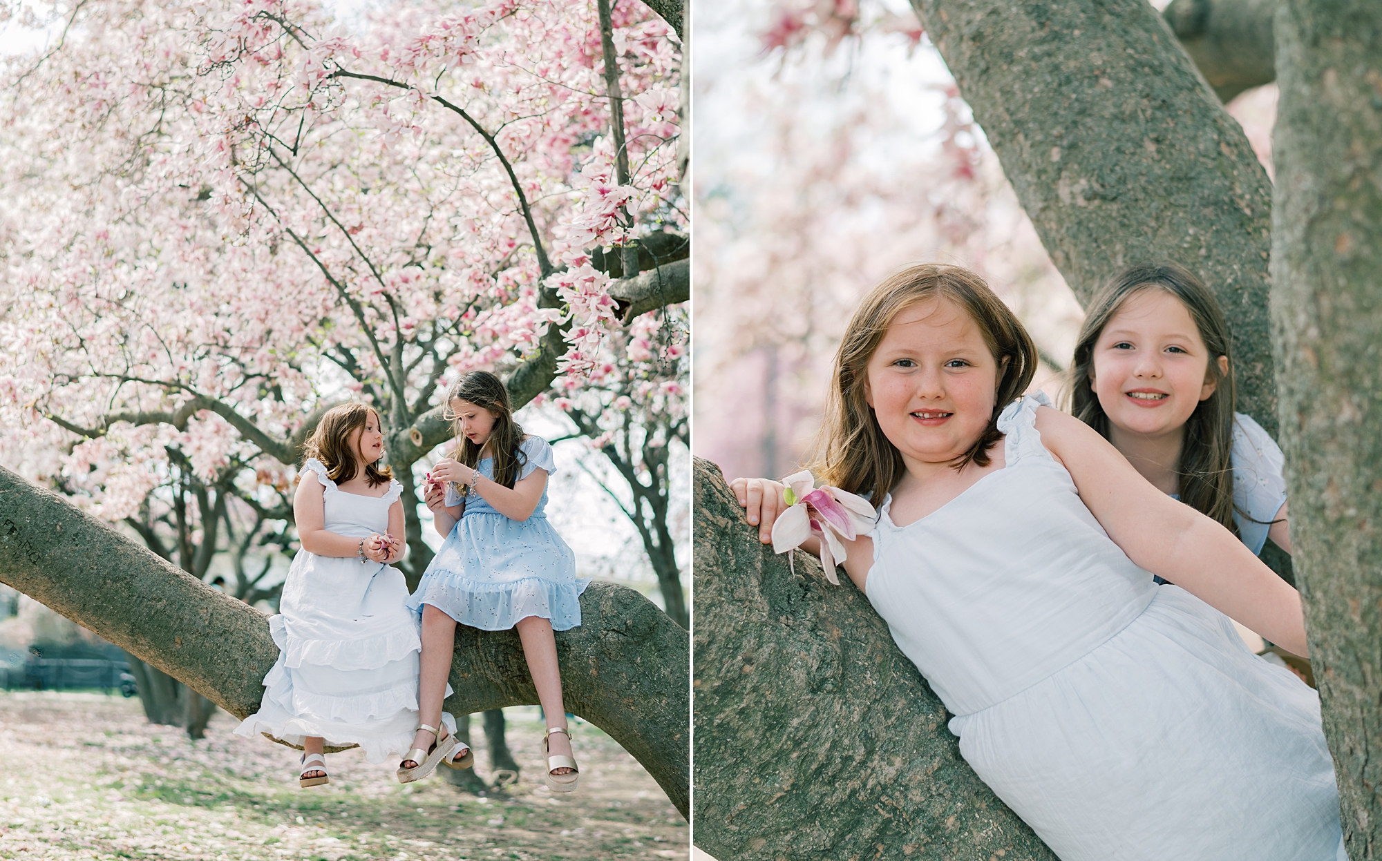 girls in blue and white dresses play in trees during cherry blossom family portraits in Washington DC