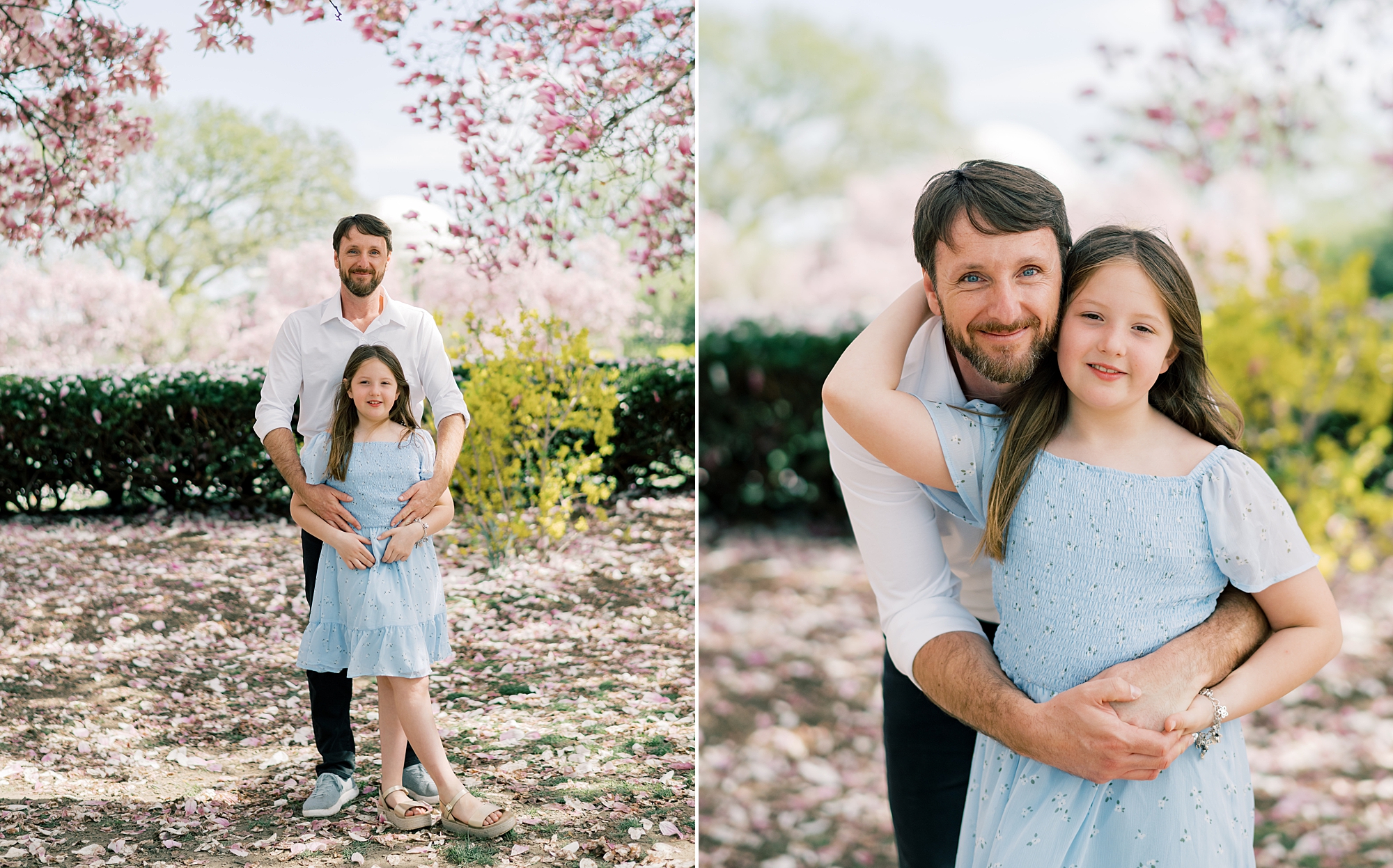 dad hugs daughter in blue dress during cherry blossom family portraits in Washington DC