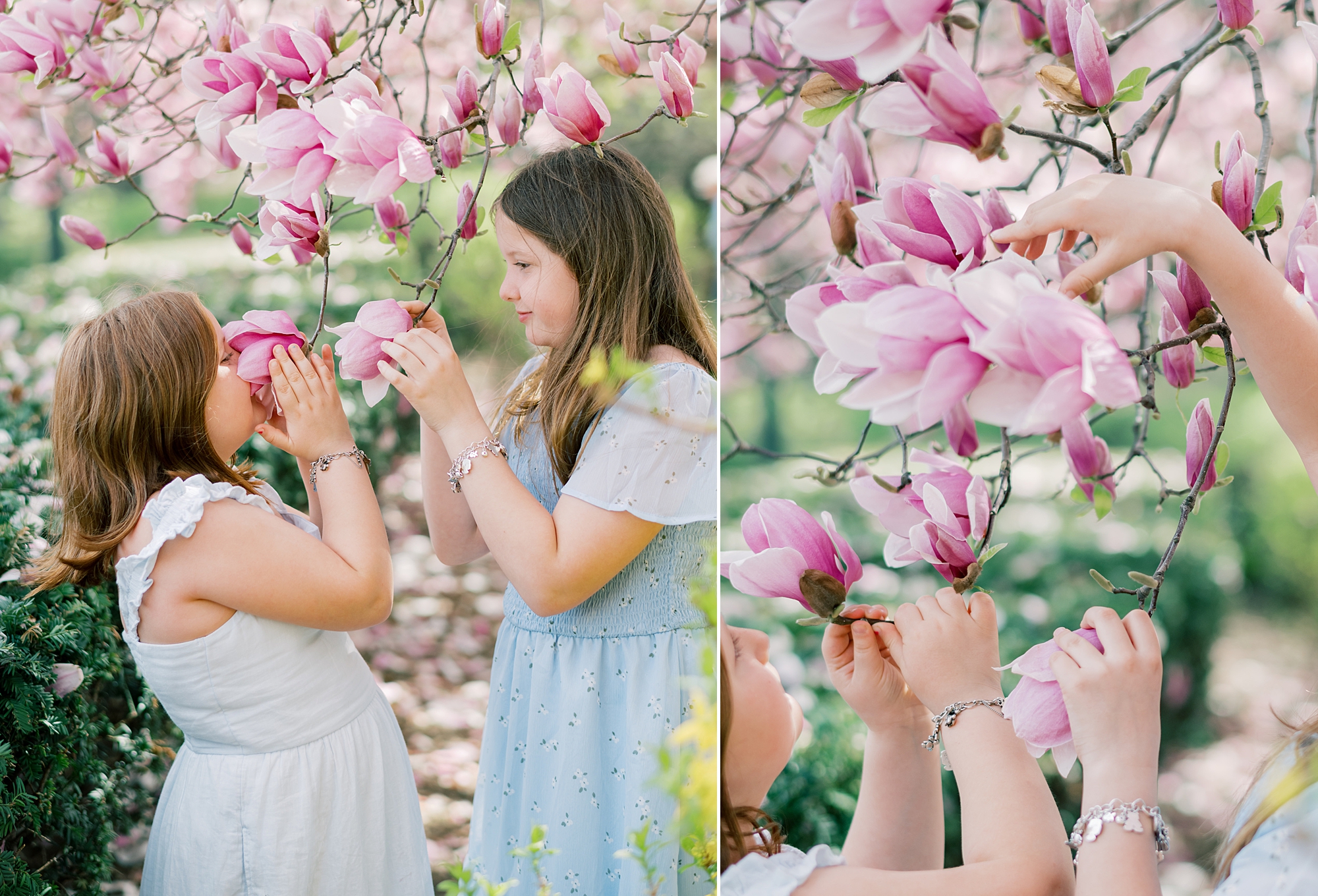 girls play in pink blossoms during spring photos in Washington DC