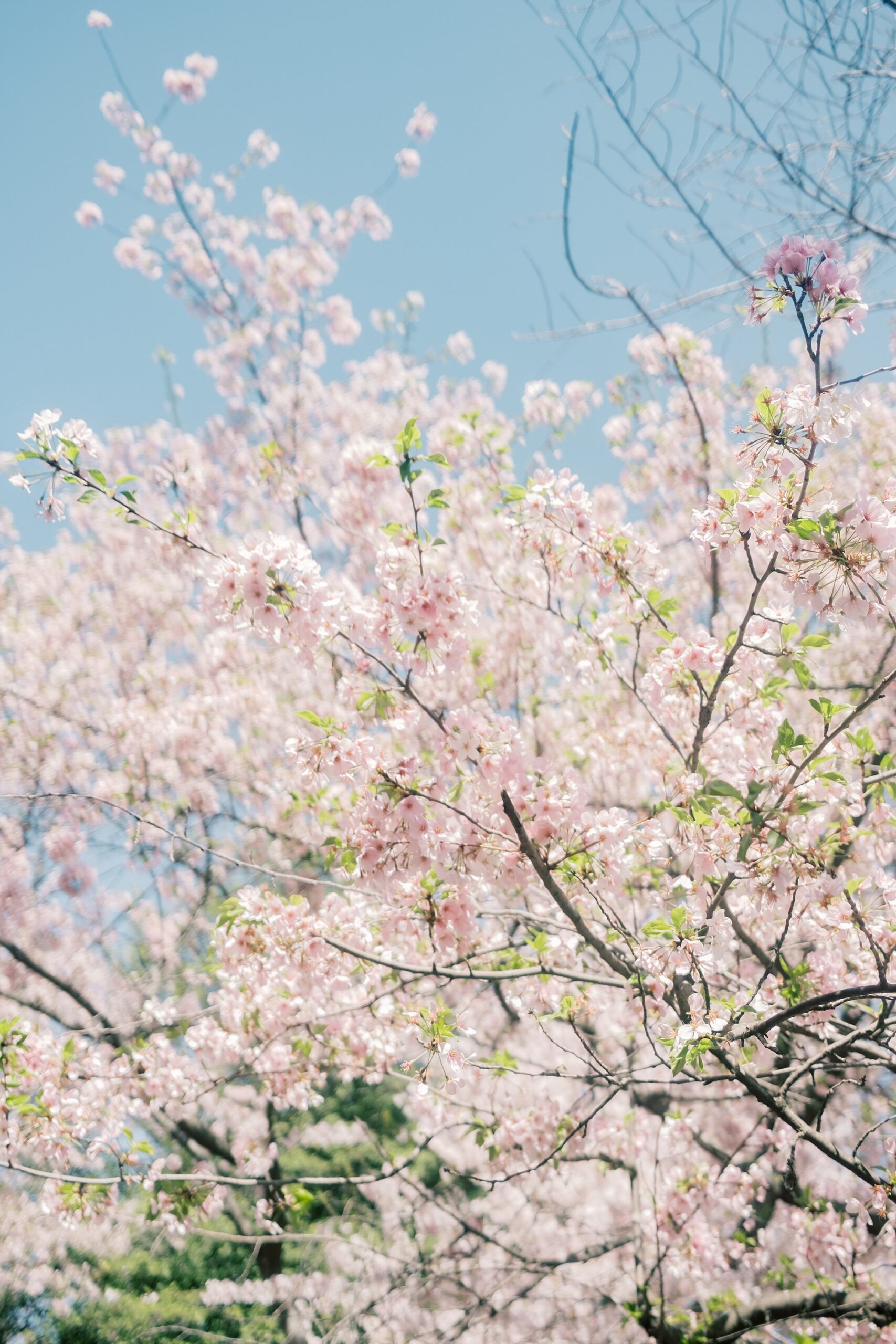 spring portraits in DC under the tree blossoms