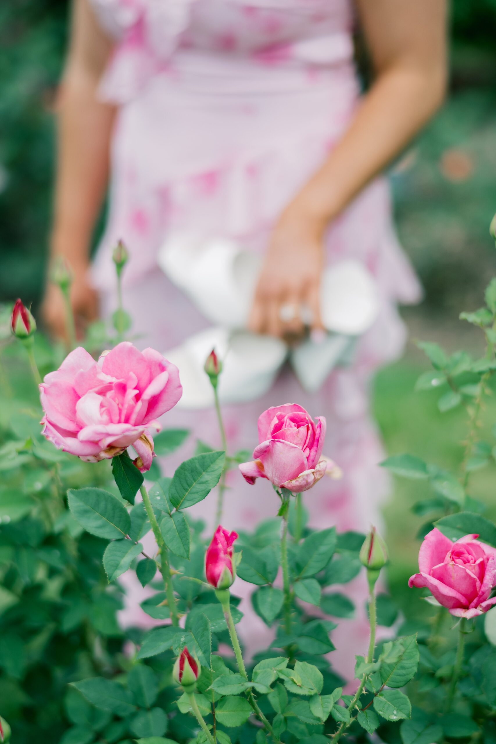 closeup pink roses with woman holding white shoes behind it