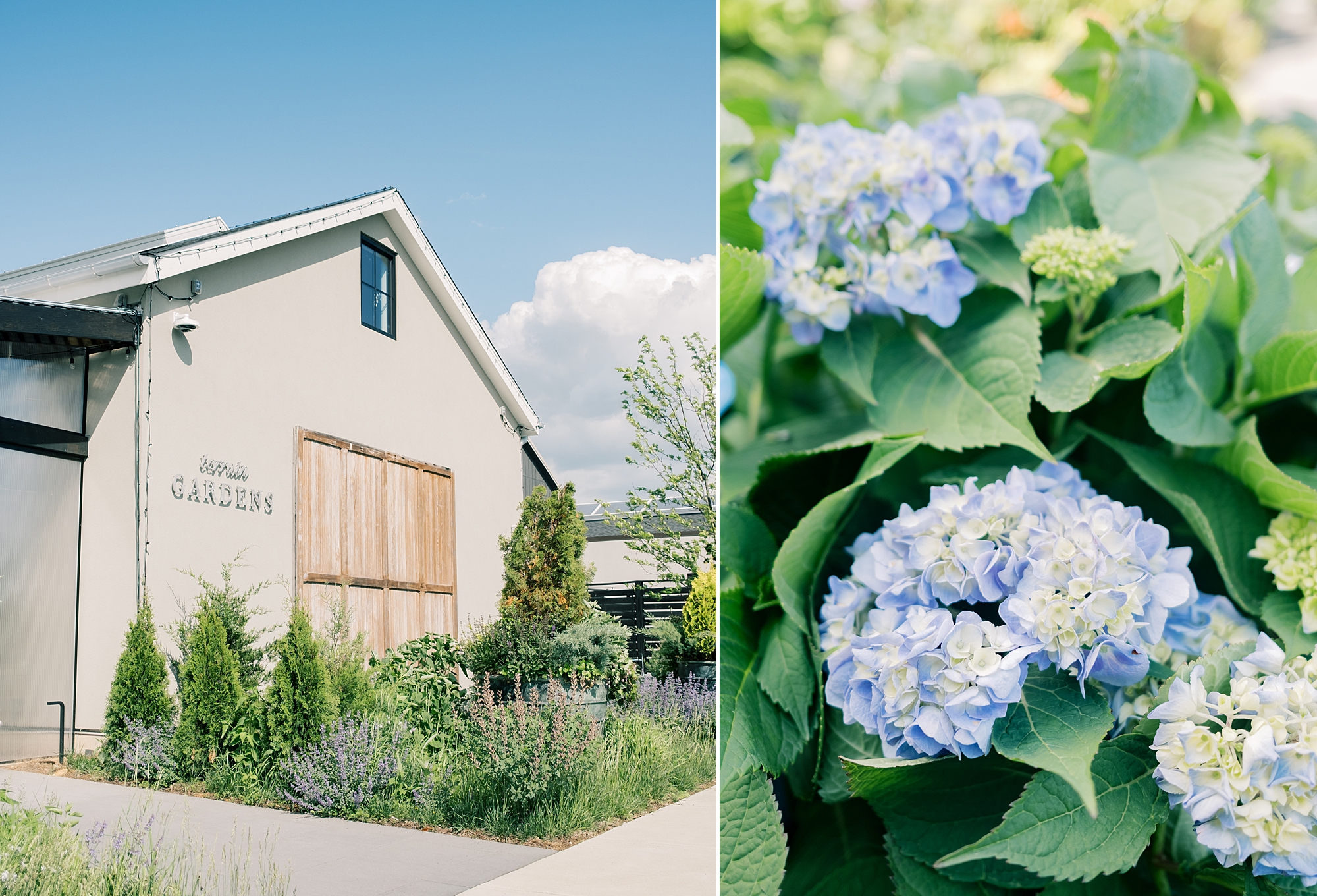 spring wedding at Terrain Gardens with blue flowers outside the barn