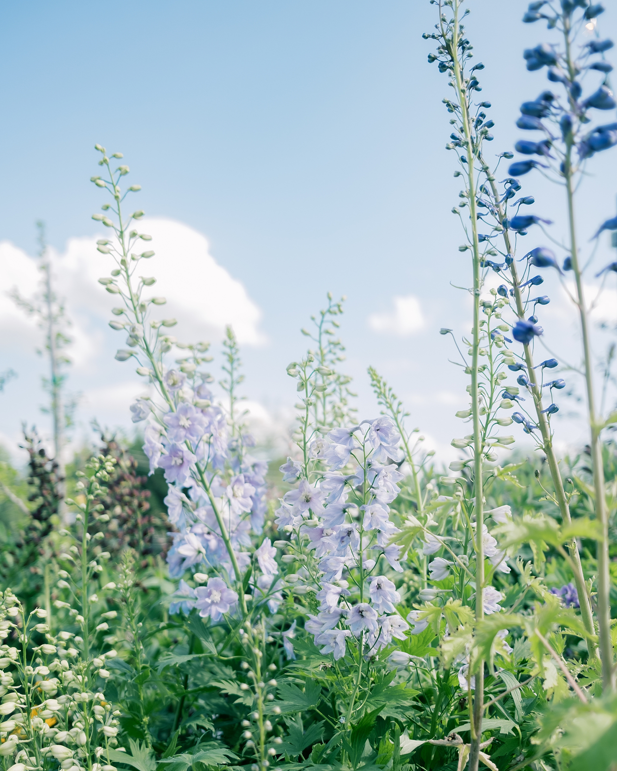 view of blue flowers in field at Terrain Gardens