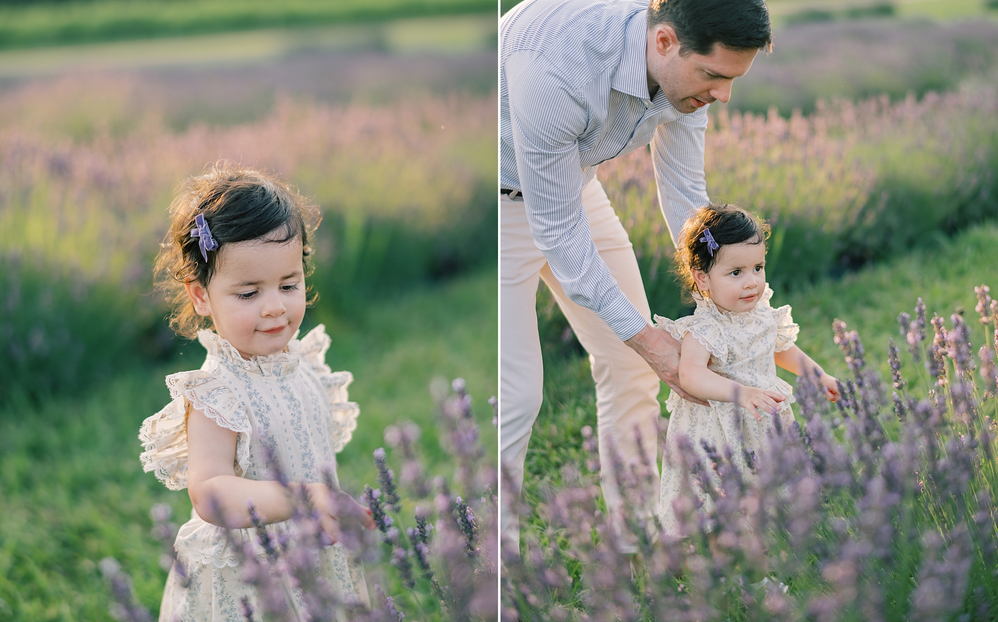 dad helps toddler look at lavender plants in field