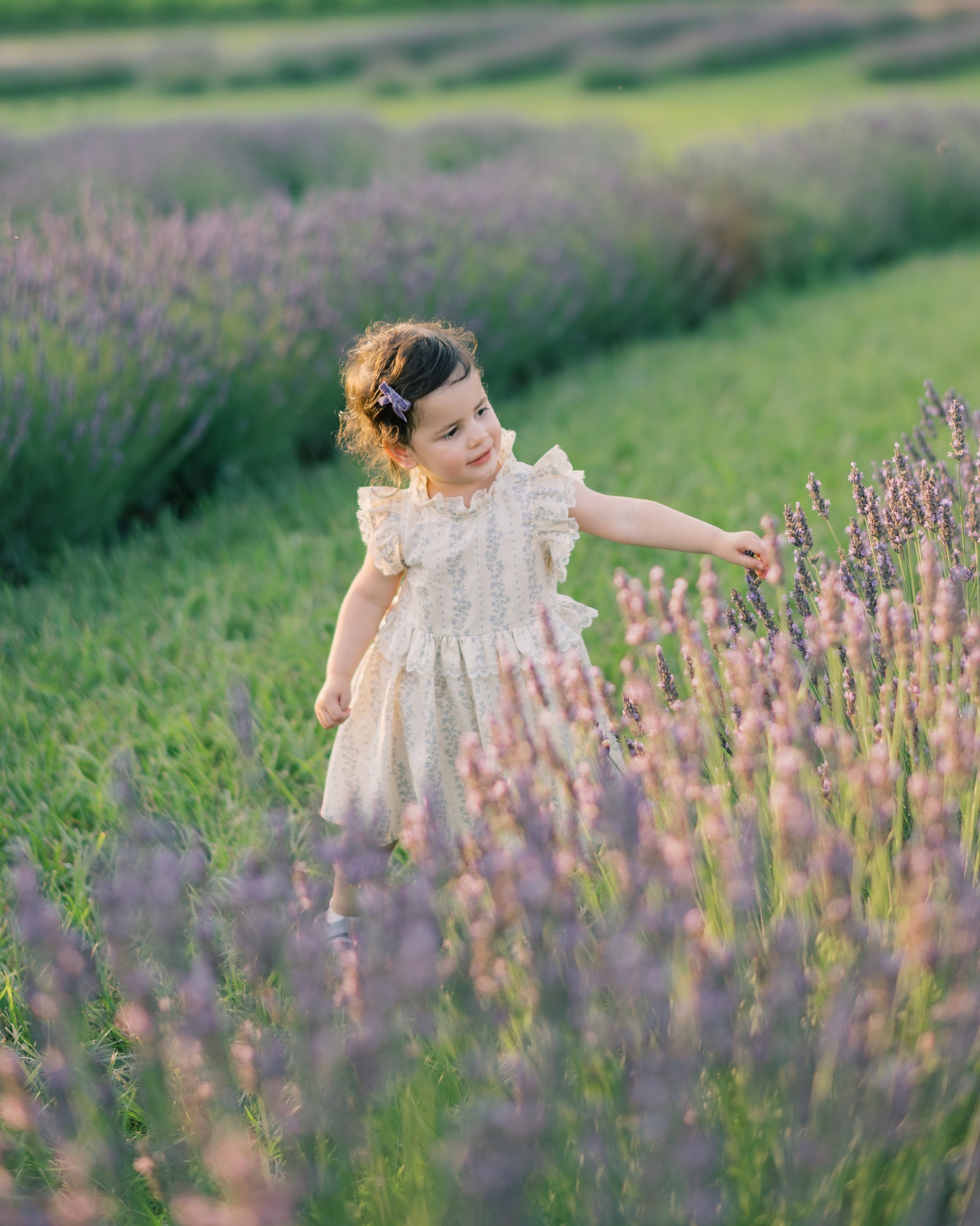 toddler walks through lavender field touching flowers 
