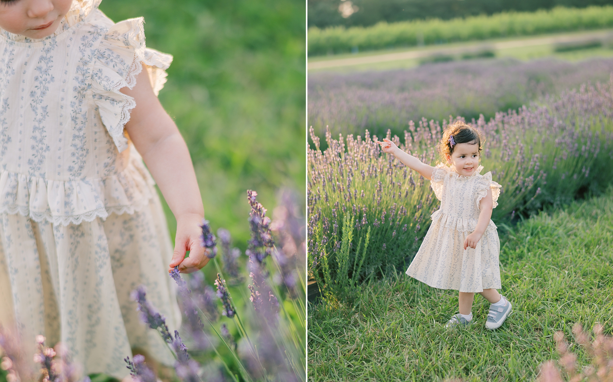 5 tips for lavender field family photos from Maryland family photographer