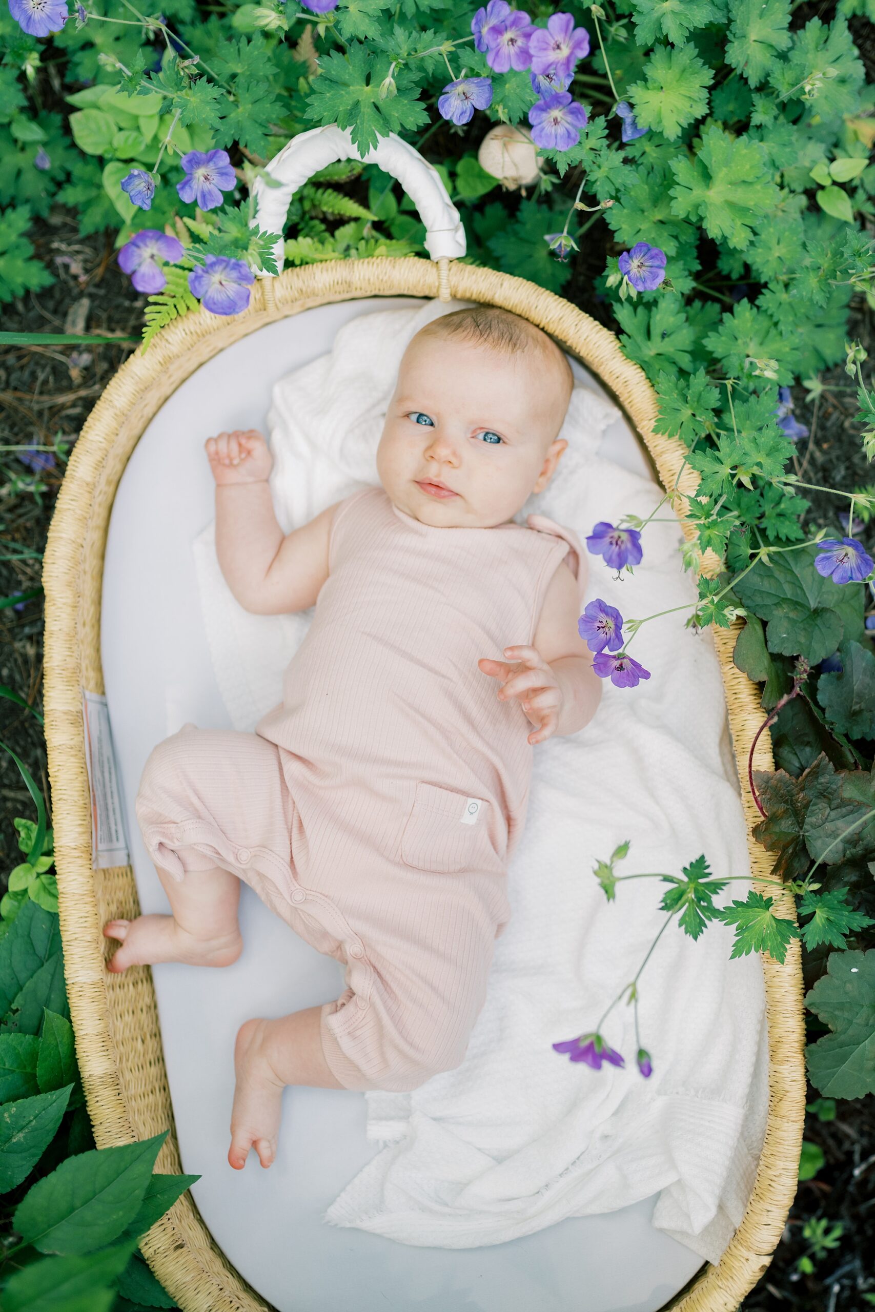 baby girl lays in Moses basket in backyard of Washington DC home