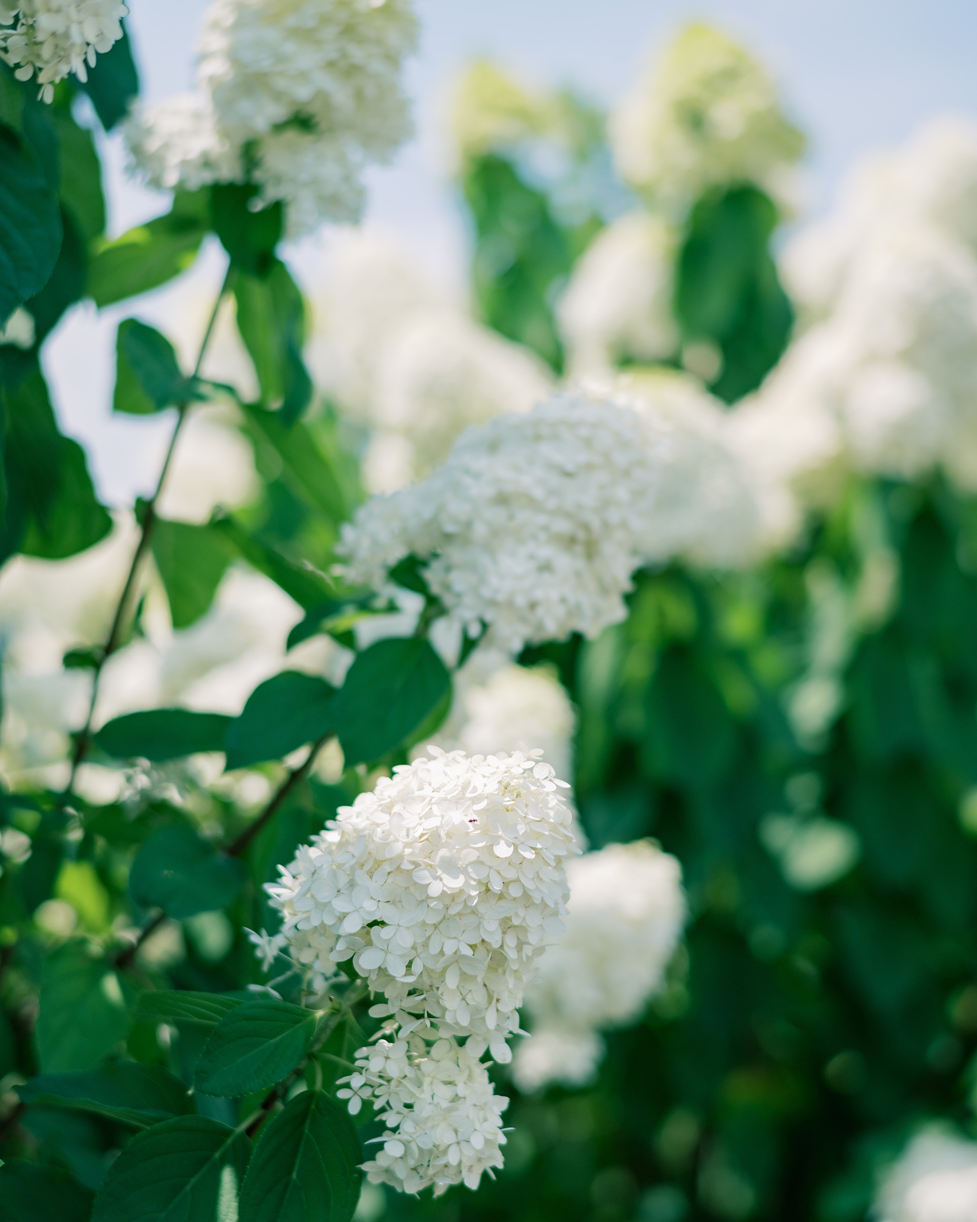 white hydrangeas blooming at winery in VA