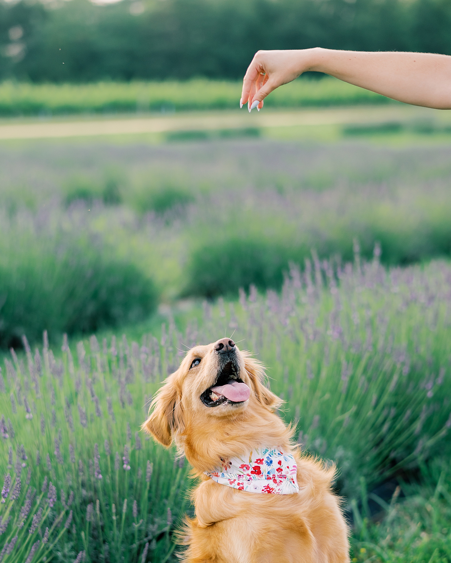 golden retriever sits for treat 