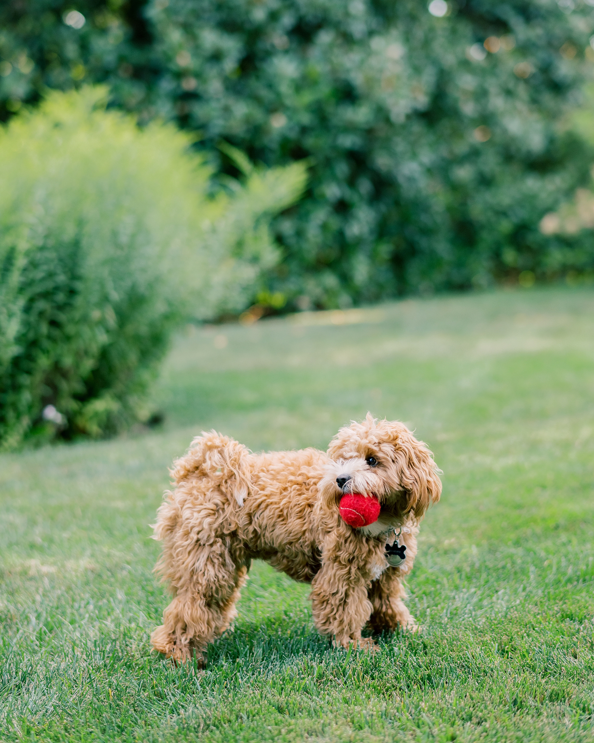 family dog with red ball in mouth